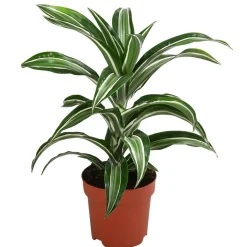 Drachenbaum - Dracaena fragrans 'Jade Jewel'