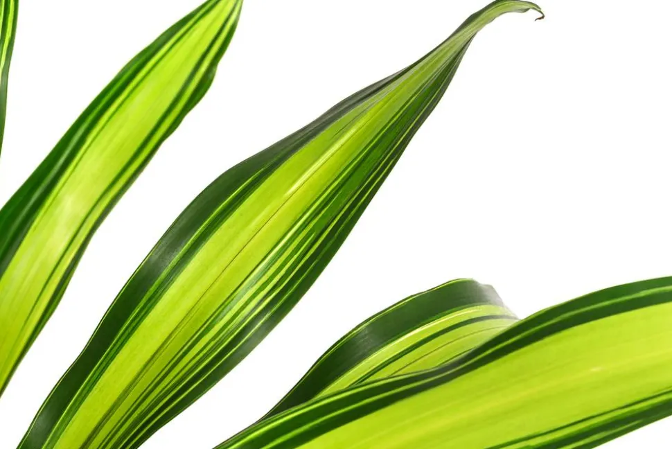 Drachenbaum - Dracaena fragrans 'Burley', Hydrokultur