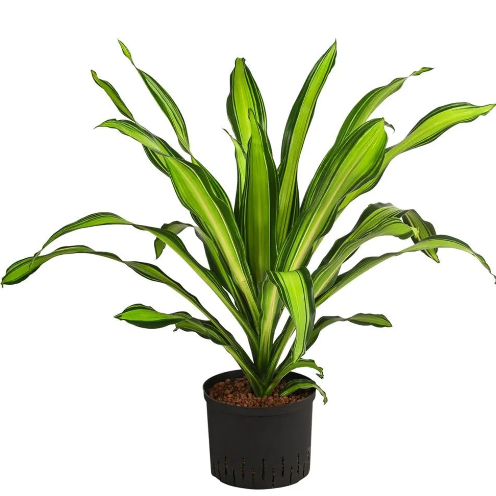 Drachenbaum - Dracaena fragrans 'Burley', Hydrokultur