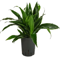 Drachenbaum - Dracaena fragrans 'Arturo', Hydrokultur