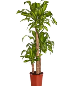 Drachenbaum - Dracaena fragrans 'Massangeana'
