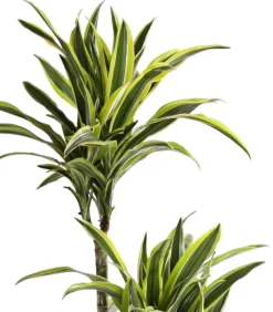Drachenbaum - Dracaena fragrans 'Lemon Lime'