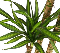 Drachenbaum - Dracaena fragrans 'Rikki'