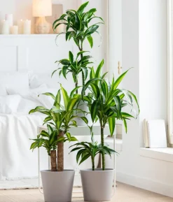 Drachenbaum - Dracaena fragrans 'Hawaiian Sunshine'