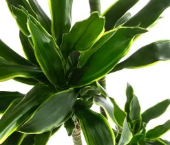 Drachenbaum - Dracaena fragrans var. Stedneri 'Golden Coast'