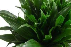 Drachenbaum - Dracaena fragrans 'Green Jewel'