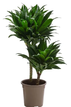 Drachenbaum - Dracaena fragrans 'Green Jewel'