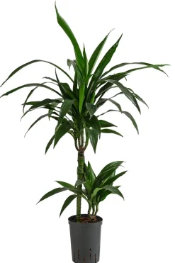 Drachenbaum - Dracaena 'Janet Lind', Hydrokultur