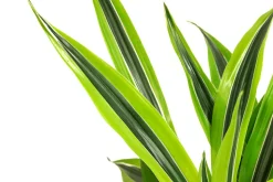 Drachenbaum - Dracaena 'Lemon Lime', Hydrokultur
