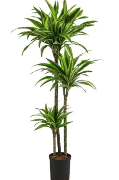 Drachenbaum - Dracaena 'Lemon Lime', Hydrokultur