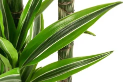 Drachenbaum - Dracaena 'Lemon Lime', Hydrokultur