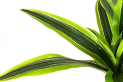 Drachenbaum - Dracaena 'Lemon Lime', Hydrokultur