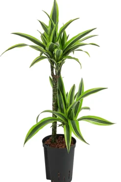 Drachenbaum - Dracaena 'Lemon Lime', Hydrokultur