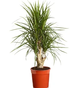 Drachenbaum - Dracaena marginata, verzweigt