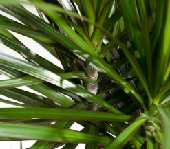 Drachenbaum - Dracaena marginata, verzweigt