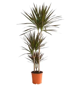 Drachenbaum - Dracaena marginata 'Magenta'