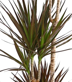 Drachenbaum - Dracaena marginata 'Magenta'