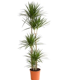 Drachenbaum - Dracaena marginata