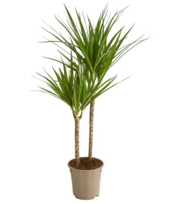 Drachenbaum - Dracaena marginata
