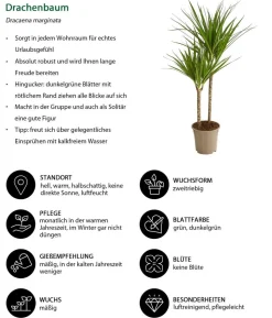 Drachenbaum - Dracaena marginata