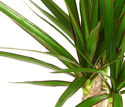 Drachenbaum - Dracaena marginata