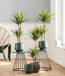 Drachenbaum - Dracaena marginata