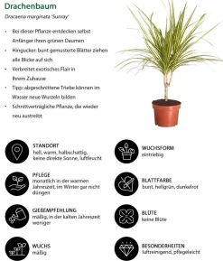 Drachenbaum - Dracaena marginata 'Sunray'