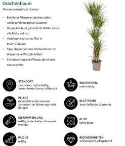 Drachenbaum - Dracaena marginata 'Sunray'