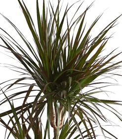 Drachenbaum - Dracaena marginata 'Magenta'
