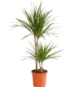 Drachenbaum - Dracaena marginata