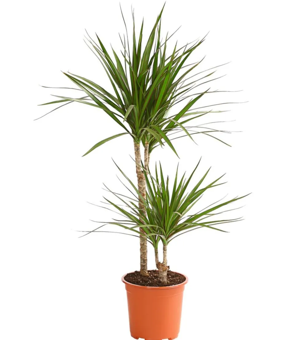 Drachenbaum - Dracaena marginata