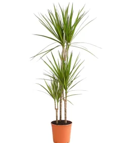Drachenbaum - Dracaena marginata