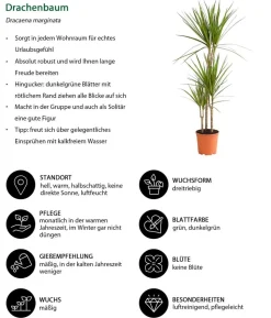 Drachenbaum - Dracaena marginata