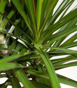Drachenbaum - Dracaena marginata