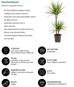 Drachenbaum - Dracaena marginata 'Sunray'