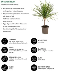 Drachenbaum - Dracaena marginata 'Sunray'