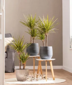 Drachenbaum - Dracaena marginata 'Sunray'