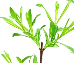 Drachenweide 'Sekka'