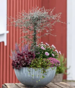 Drahtstrauch - Muehlenbeckia complexa