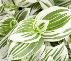 Dreimasterblume - Tradescantia zebrina 'Brightness'