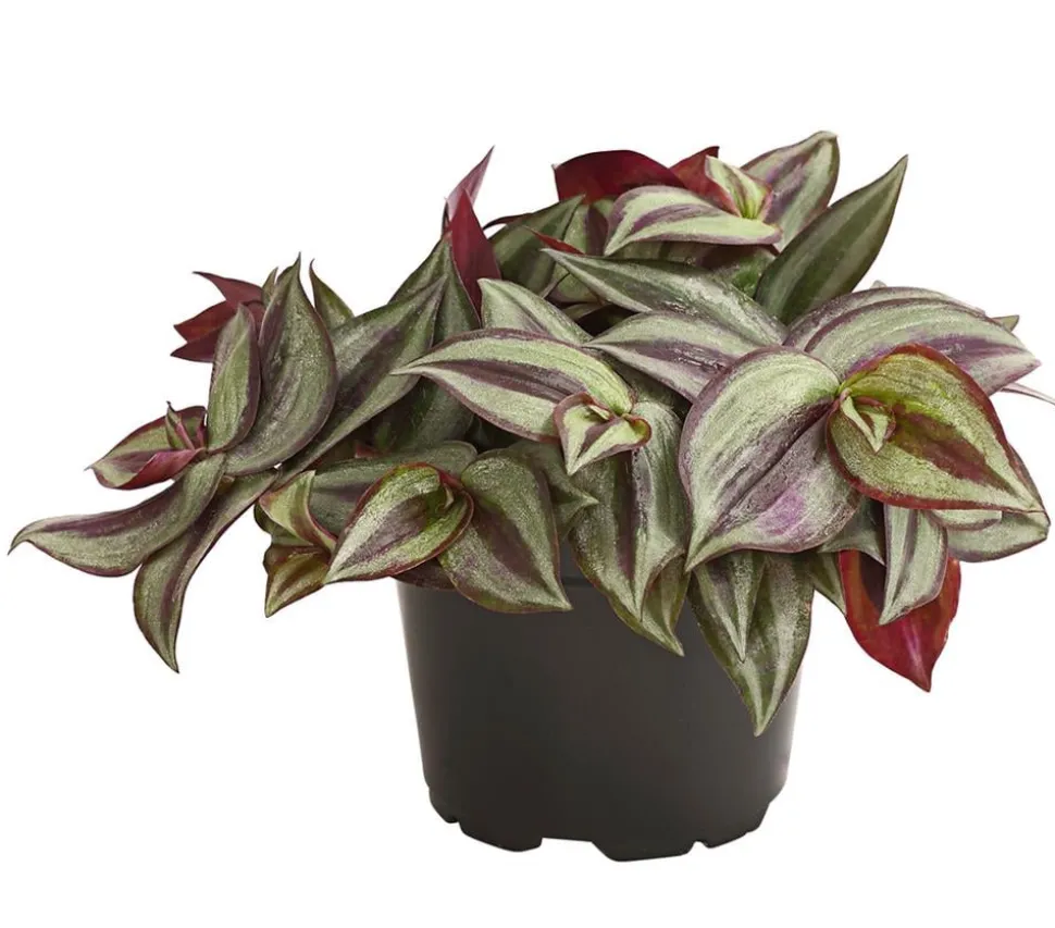 Dreimasterblume - Tradescantia zebrina 'Pink Joy'