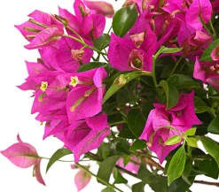 Drillingsblume, Busch