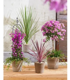 Drillingsblume, Ministamm