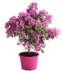 Drillingsblume, Ministamm
