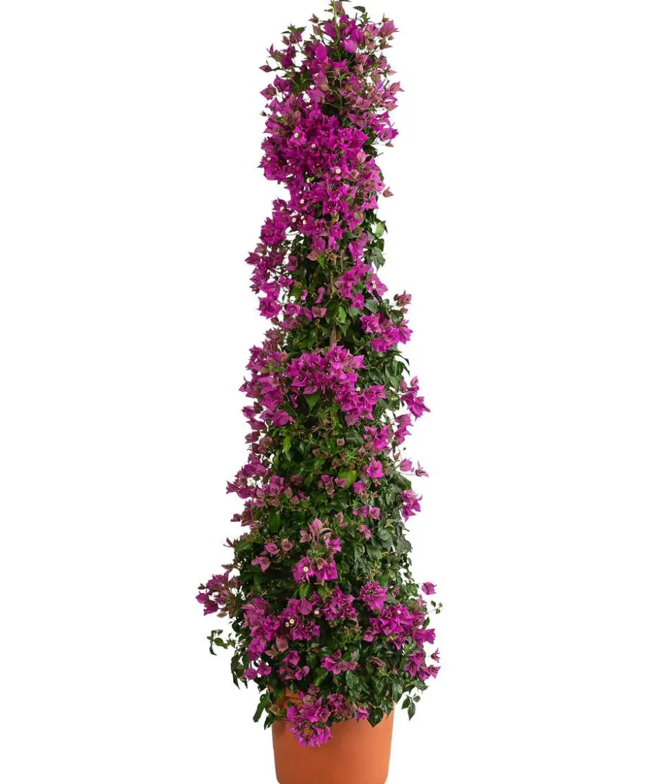 Drillingsblume, Pyramide/Spalier