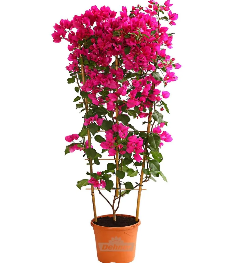 Drillingsblume 'Renate', Spalier
