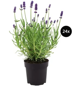 Duftlavendel, 24er-Set