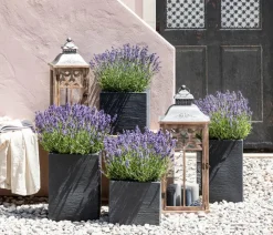 Duft-Lavendel 'Felice', 4er-Set
