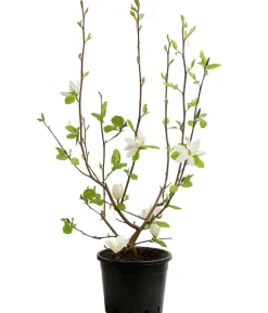 Duft-Magnolie 'Yellow Bird'