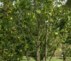 Duft-Magnolie 'Yellow Bird'